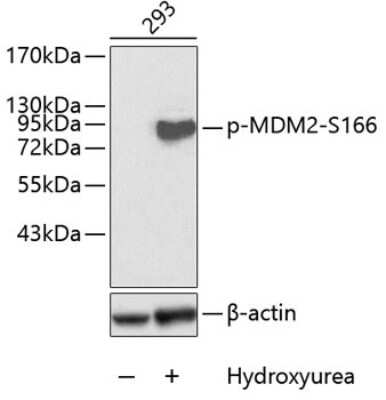 Western Blot: MDM2/HDM2 [p Ser166] AntibodyBSA Free [NBP3-05384]